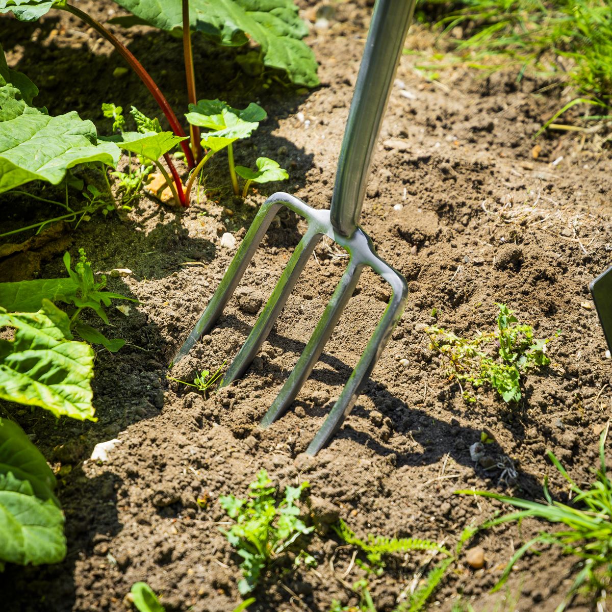 Sealey Premier Border Fork with Ash Handle & Stainless Steel Tines GTWH018
