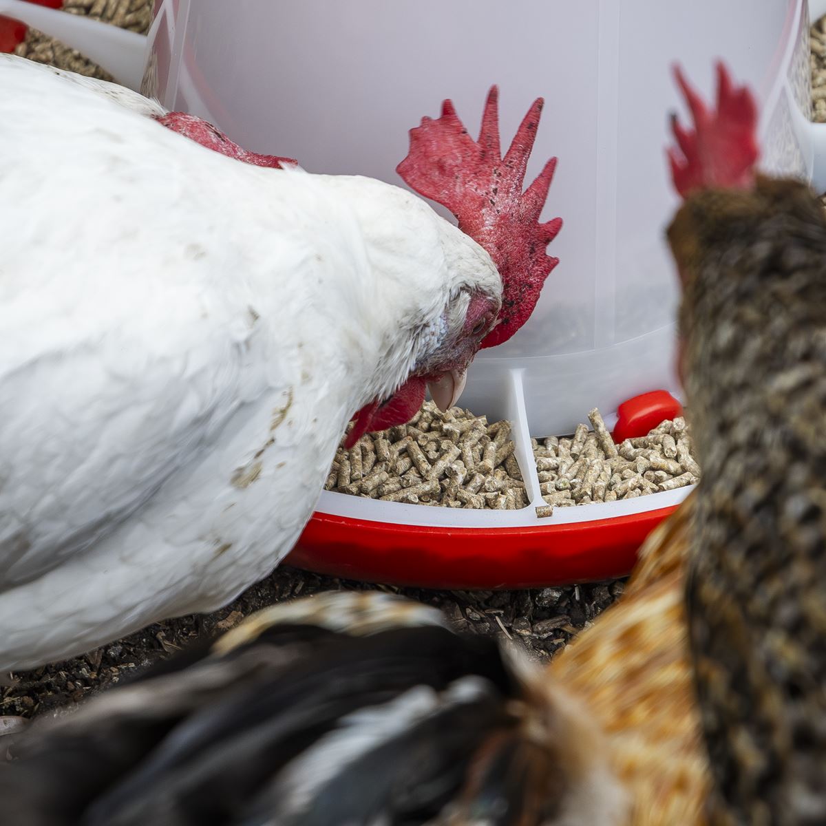 Sealey Poultry Feeder 6kg - Pack of 2 AFT042