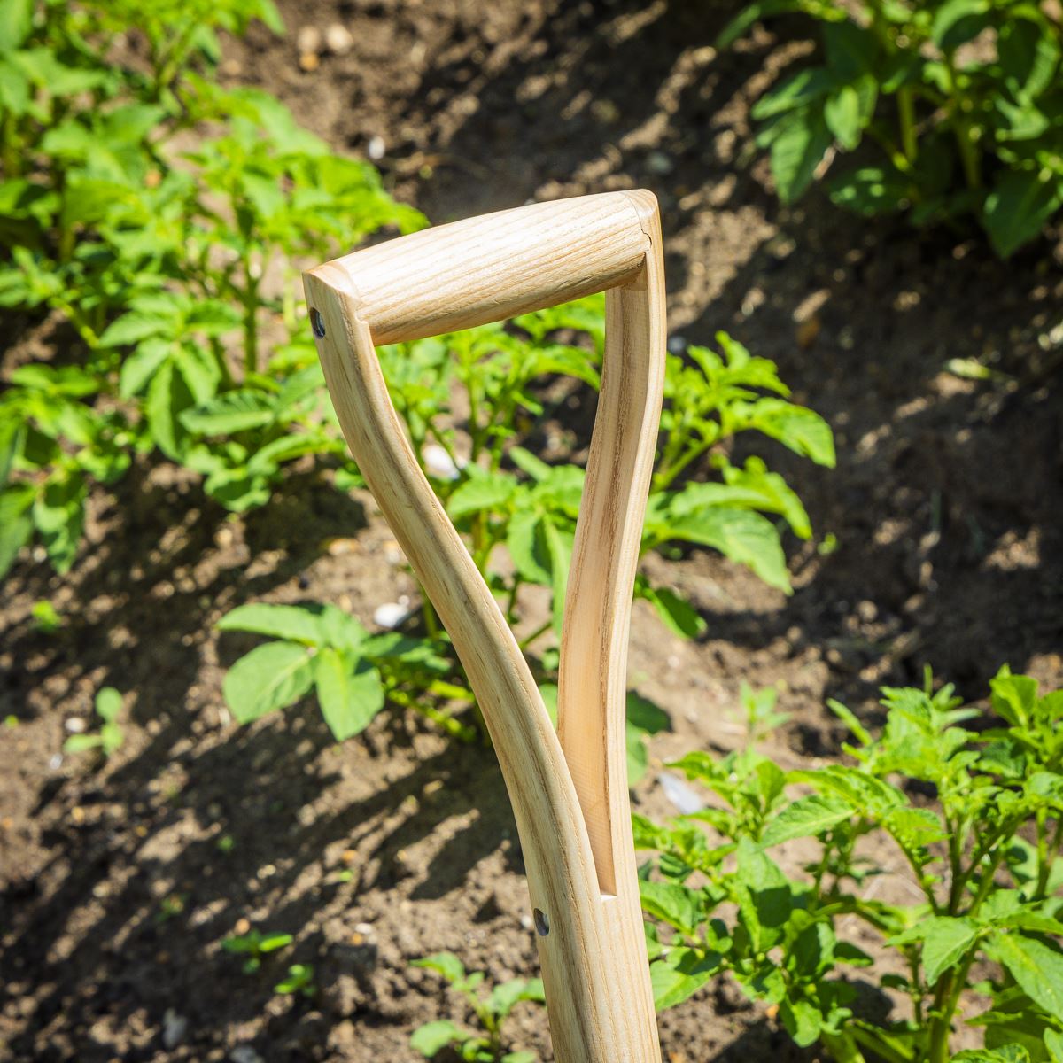Sealey Premier Digging Fork with Ash Handle & Stainless Steel Tines GTWH016
