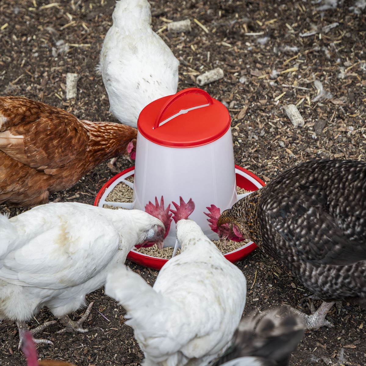 Sealey Poultry Feeder 6kg - Pack of 2 AFT042