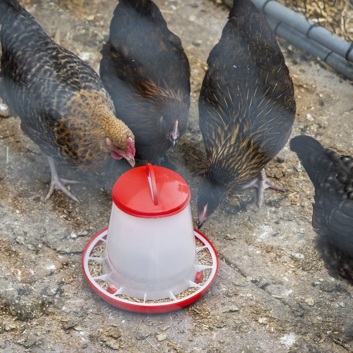 Sealey Poultry Feeder 1.5kg - Pack of 5 AFT025