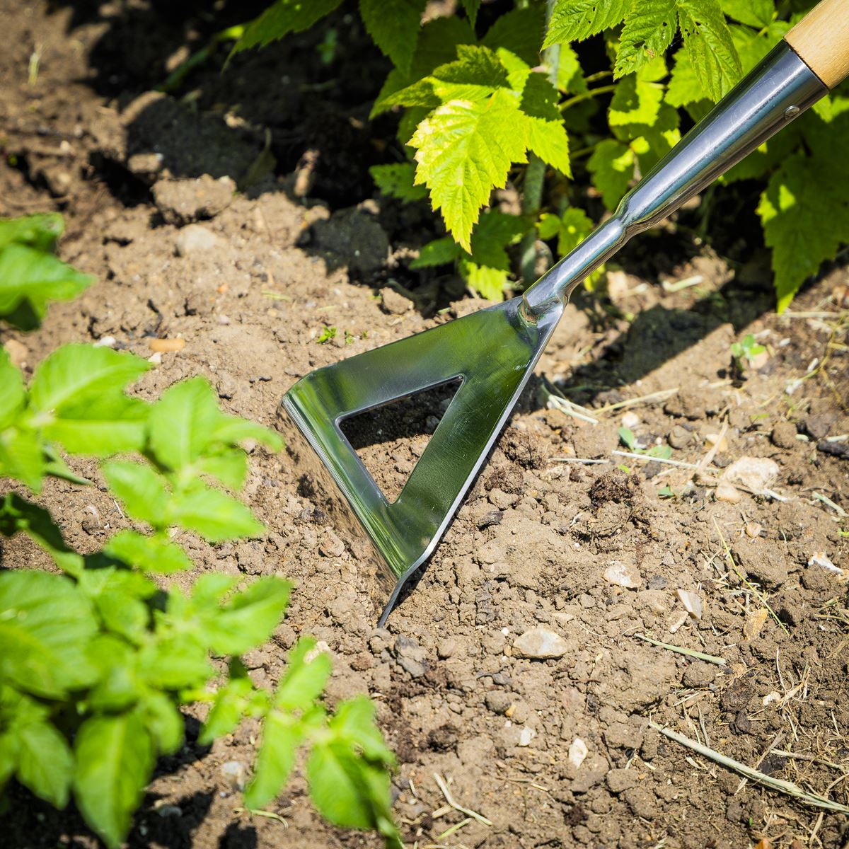 Sealey Premier Dutch Hoe with Long Ash Handle & Stainless Steel Blade GTWH013