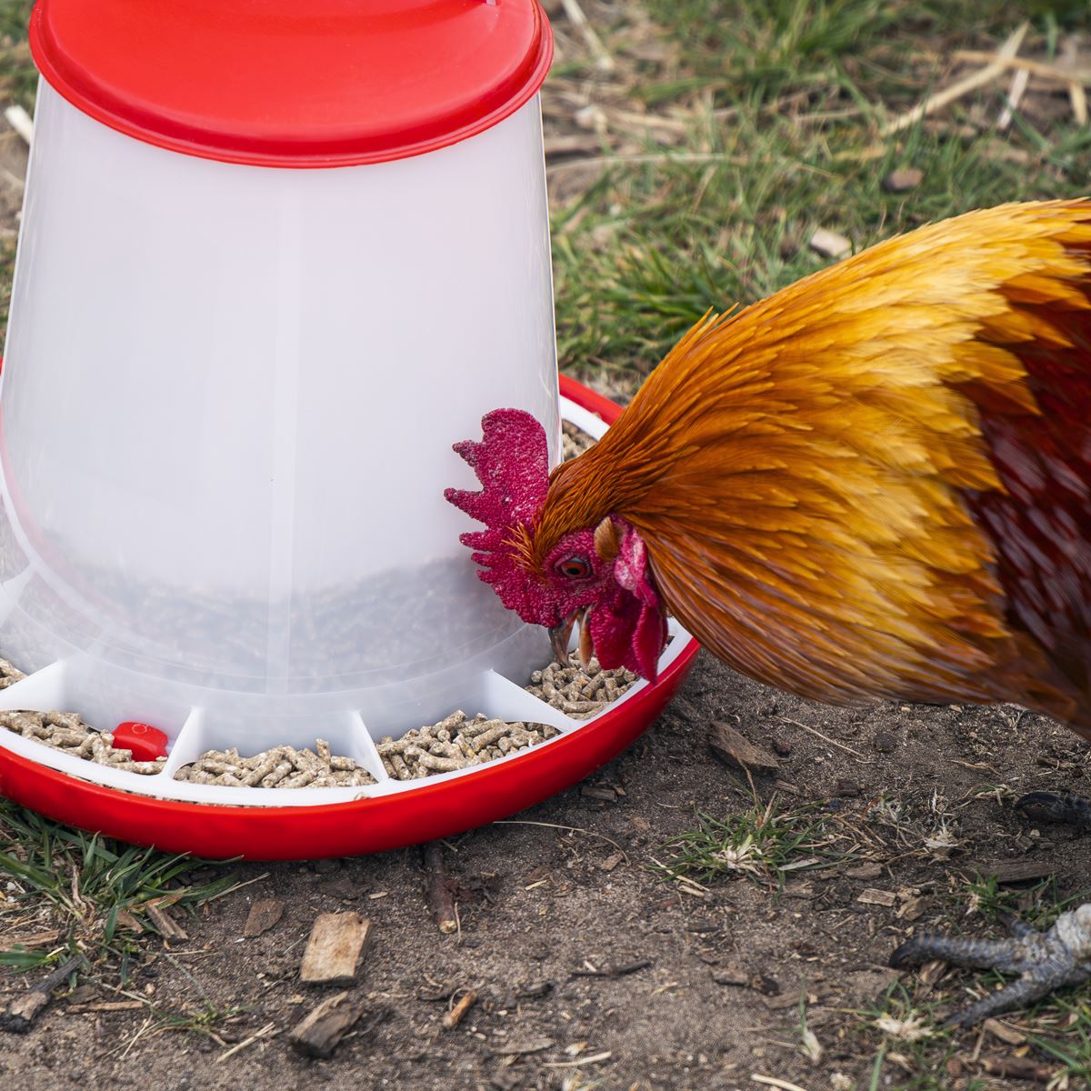 Sealey Poultry Feeder 3kg - Pack of 3 AFT033