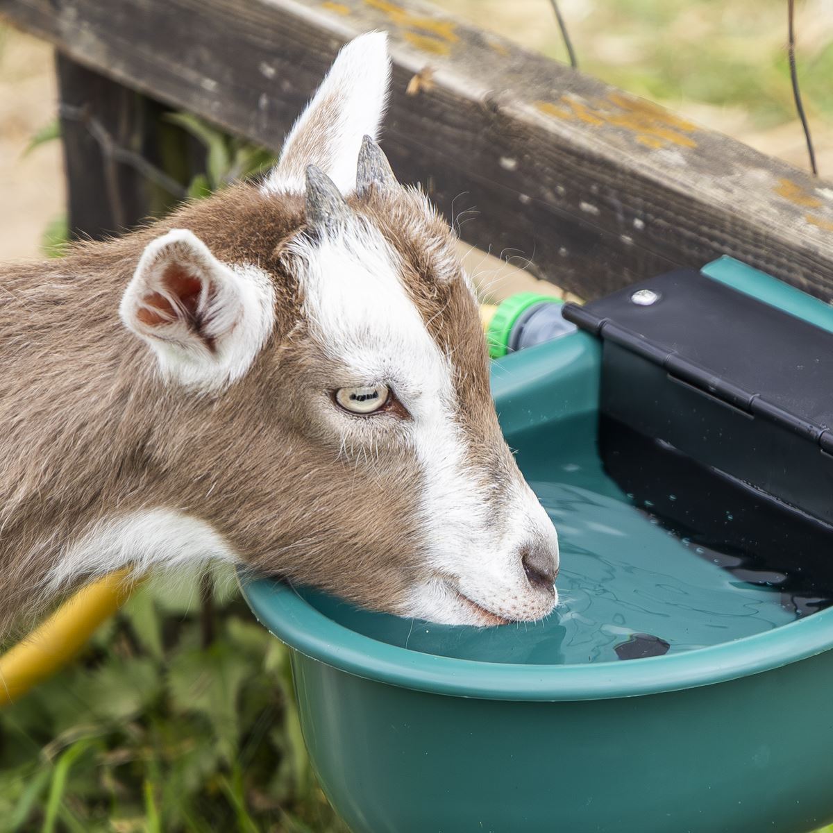 Sealey Automatic Cattle Drinking Bowl 4L AFT01