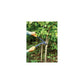 Fiskars PowerGear Anvil Lopper, S (L31) (1000581)
