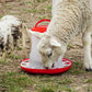 Sealey Poultry Feeder 3kg - Pack of 3 AFT033