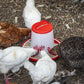 Sealey Poultry Feeder 6kg - Pack of 2 AFT042
