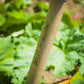 Sealey Premier Border Spade with Ash Y Handle & Stainless Steel Blade GTWH017