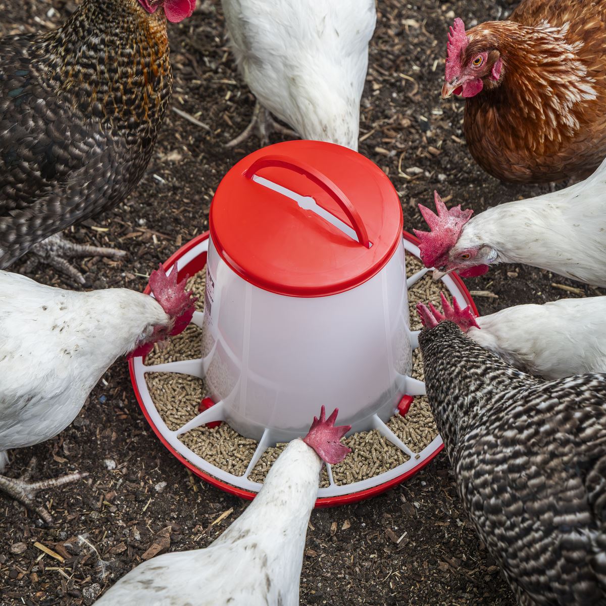 Sealey Poultry Feeder 6kg AFT04