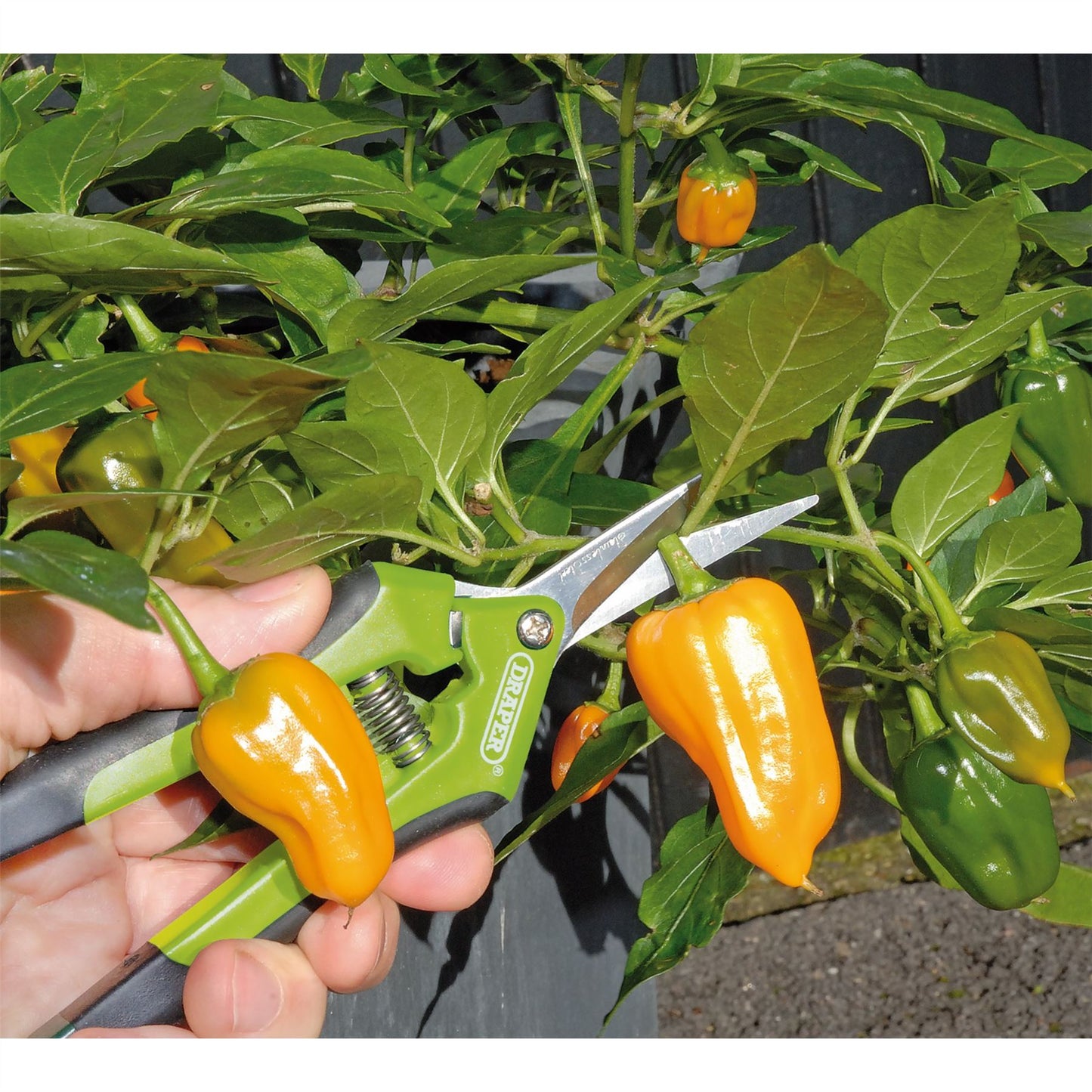 Draper 73729 G813 165mm Soft Grip Precision Curved Pruning Secateur (G)
